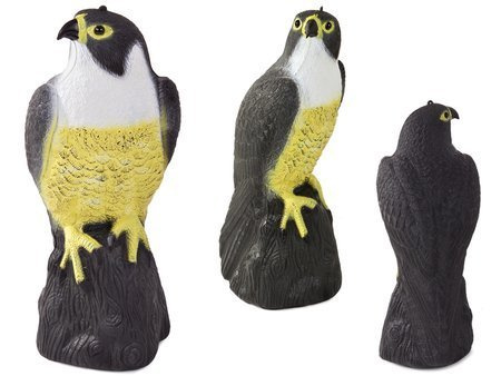 Falcon bird repeller of starlings pigeons and mice