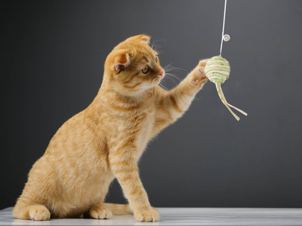Cat Playing Fishing Rod Cat Toy Foto de stock 1503711170