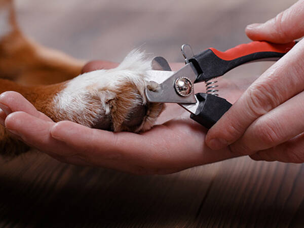 Dog claw clippers cat claw clippers scissors with locking claws