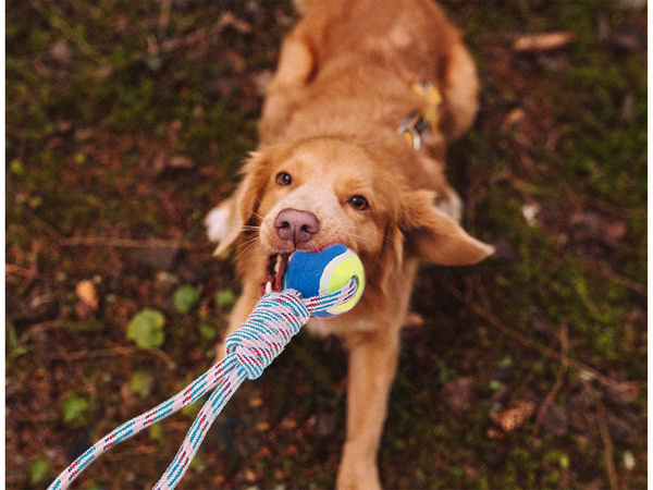 Dog toy toy tug rope strong ball