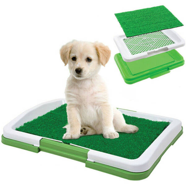 Grass litter box for dogs, dogs, puppies, study mat