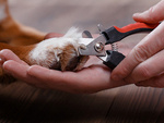 Dog claw clippers cat claw clippers scissors with locking claws