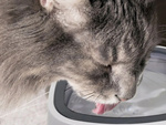 Floating water bowl for dog and cat 1l non-splashing slow drinker