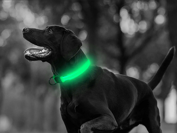 Collier d'éclairage led pour chiens et chats adjustable 59cm