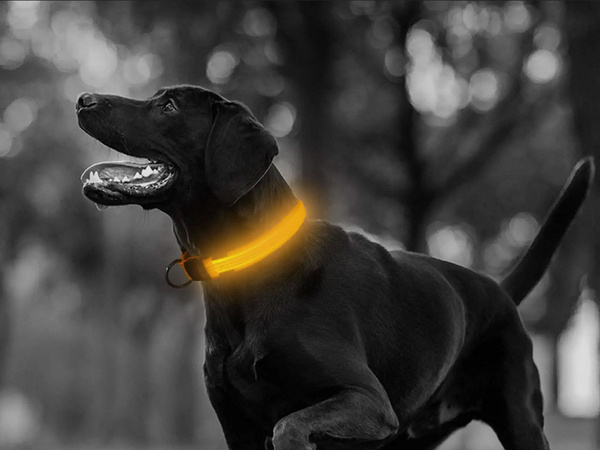 Collier led lighting pour chiens et chats réglable 59cm