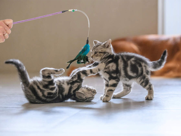 Jouet pour chat canne à pêche plume hochet jouet