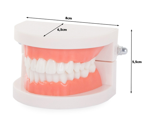 Modèles dentaires mâchoires dents dents en lamelles