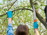 Scie à main pour couper les branches de jardin pour le bois étui ceinture pochette