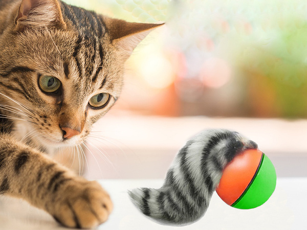 Frettchen laufender ball entlaufenes katzenspielzeug