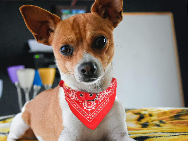 Hundehalsband mit kopftuch für hund katze m