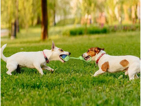 Hundespielzeug kauen tug seil stark lang