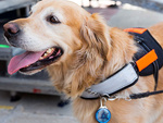 Leuchtende led halsband hängeleuchte hund katze