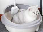 Open litter tray large solid with paddle and high rim