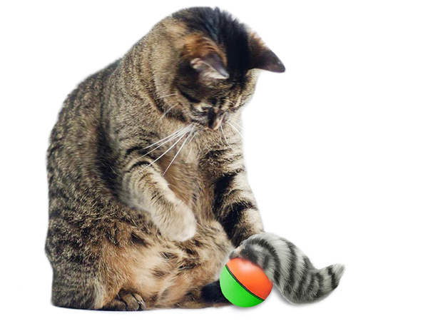 Furet balle de course jouet chat fugueur