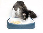 Double bowl for dog cat removable water and food bowls large plastic