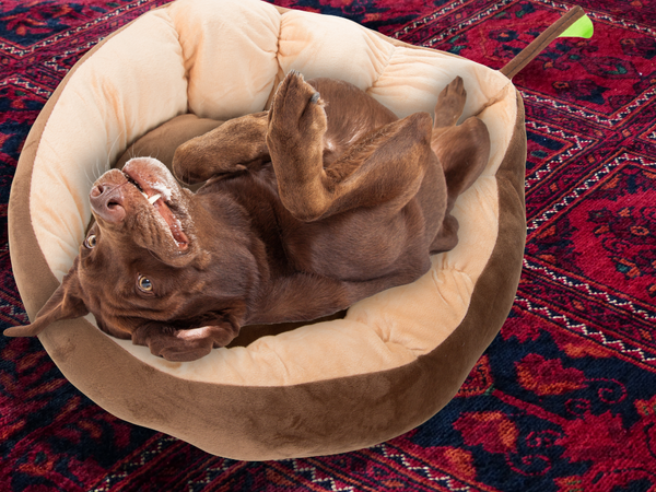 Plyšový polštář na postel pes ohrádka kočka měkká podestýlka na gauč