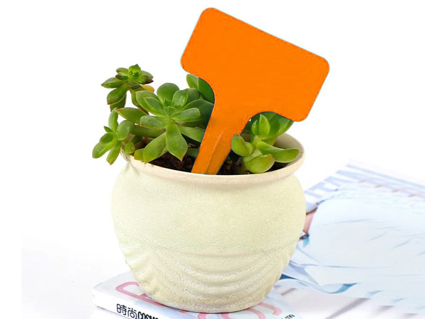 Descripción de la planta etiquetas semillas características 50pcs
