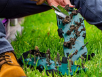 Garden aerator shoe covers large spikes for lawn aeration