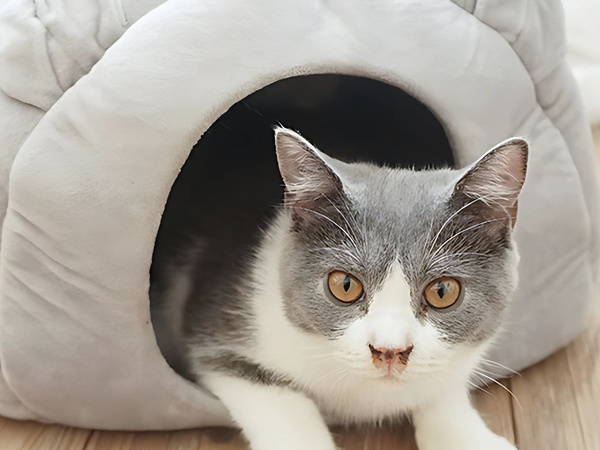 Pluszowe legowisko kokon dla psa kota miękkie poduszka posłanie puszyste