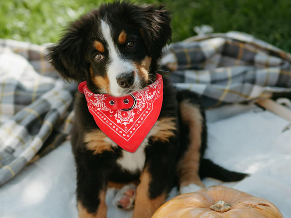 Guler de câine cu bandana pentru câine pisică l