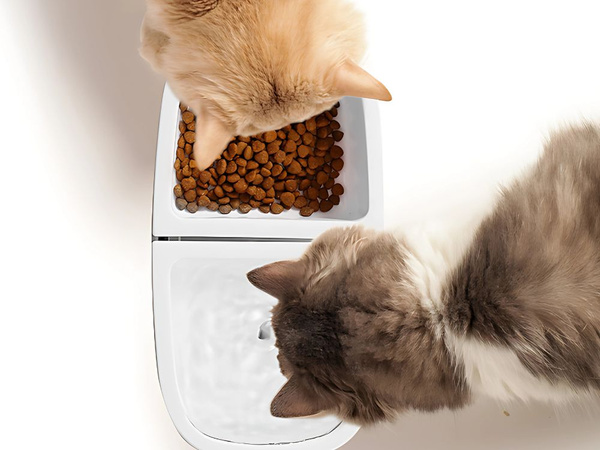 Fontanna miska dla kota psa na wodę i karmę poidło automatyczne 2w1 usb