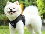 Porte-manteau sans pression pour chien chat lapin doux fort réflecteur m