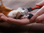 Dog claw clippers cat claw clippers scissors with locking claws
