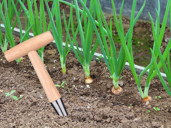 Púa para plantar bulbos brocheta de jardín medida de madera