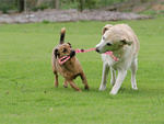 Juguete para perros cuerda de tirar fuerte cuerda larga
