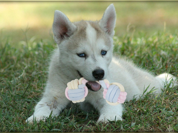 Juguete para perro juguete para perro tug cuerda fuerte hueso