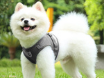 Tirantes pressureless arnés de paseo para perro gato conejo suave fuerte reflector s