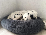 Esponjosa cama para perro cama para gato suave cojín sofá 80cm