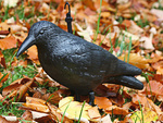 Dissuasion d'oiseaux étourneaux pigeons rongeurs grand xxl