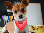 Šunų apykaklė su bandana šunims katėms m