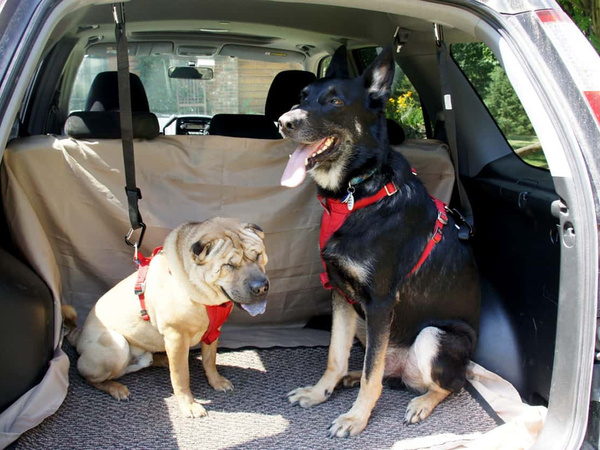 Cinturón de seguridad para perro correa de seguridad