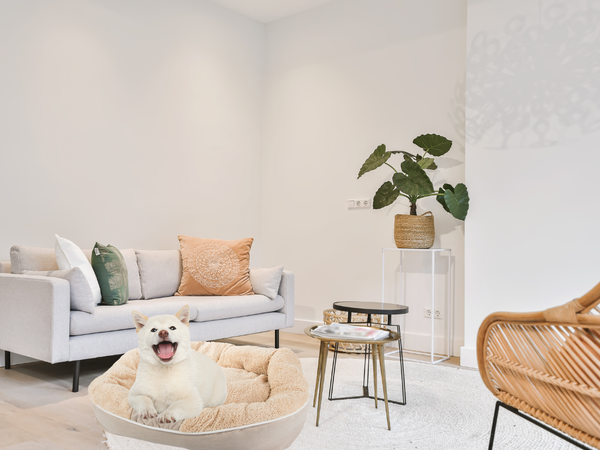 Peluche chien parc lit coussin doux canapé literie fluffy