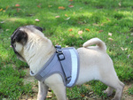 Tirantes pressureless arnés de paseo para perro gato conejo suave fuerte reflector s