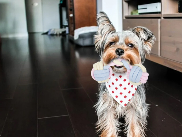 Jouet pour chien jouet pour chien corde à tirer os fort