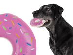 Juguete para perro gato de goma chirriador masticar brote de goma chirriador