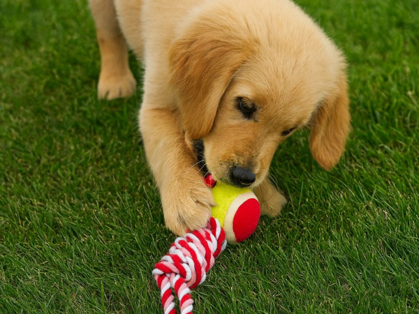 Juguete para perro tug cuerda fuerte pelota