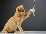 Juguete para gatos caña de pescar pelota sonajero juguete
