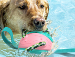 Koera mänguasi frisbee pall lendav ketas närimislelu