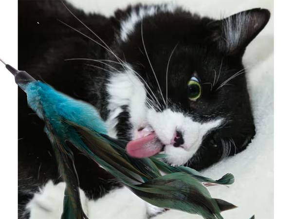 Cat toy fishing rod feather rattle play toy