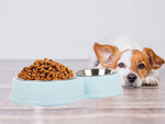 Cuenco doble de metal para comida de perro gato agua