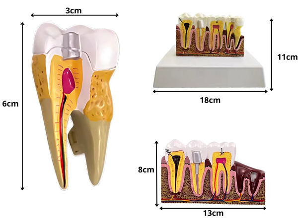 Model anatomic al unui dintu dentar secțiune transversală educațională dintu amovibil