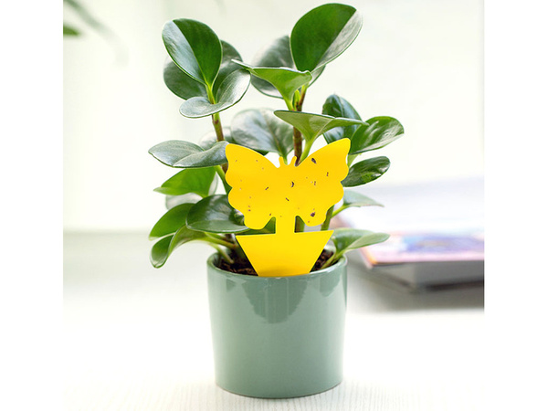 Žlté nálepky na kvetináče žltá lepkavá na šupinatý hmyz ovocné mušky 12 ks