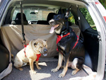 Ceinture de sécurité pour chien laisse de sécurité