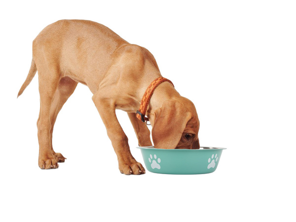 Dog cat food water bowl metal anti-slip pot large 250ml
