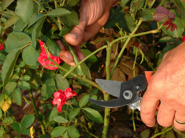 Podadora manual de jardín tijeras para arbustos