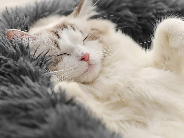 Mullido perro cama gato suave cojín sofá ropa de cama 50cm